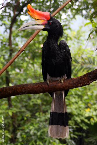 Rhinoceros Hornbill 