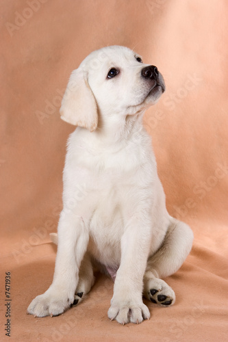 Labrador Retriever puppy on background