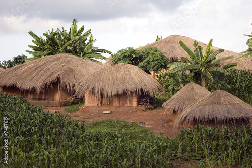 Thatched huts