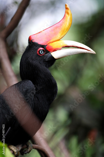 Hornbill