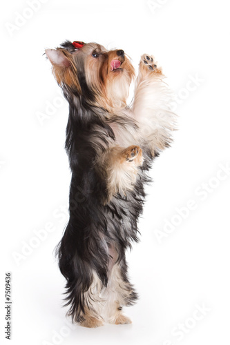 Yorkshire terrier isolated on white background