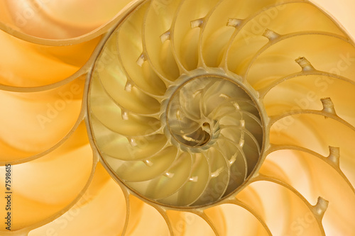 Nautilus Shell