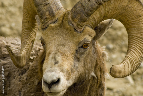 Adult Mountain Sheep