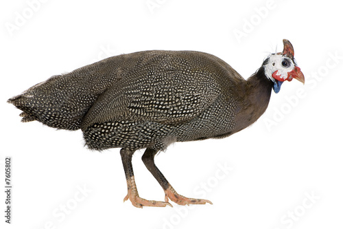 Helmeted guinea fowl - Numida meleagris