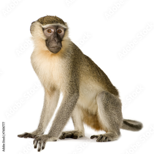 Vervet Monkey - Chlorocebus pygerythrus