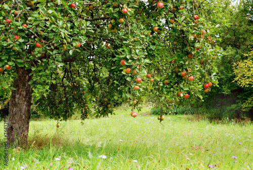 Apfelbaum auf Streuobstwiese