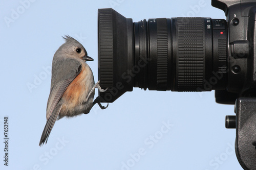 Tufted Titmouse (baeolophus bicolor) na obiektywie aparatu