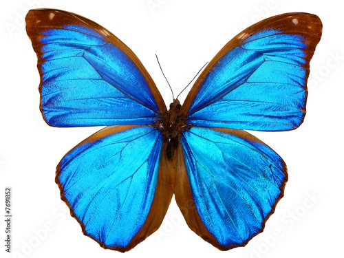 papillon ( morpho menelaus, brésil )