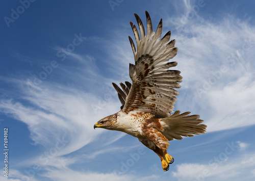 Ferruginous Hawk