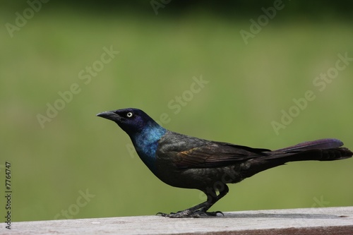 Common Grackle