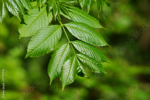 Feuilles de frène,Aisne,Picardie