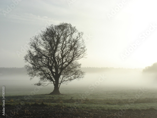 Nebelbaum