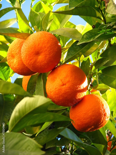 Oranges on a tree