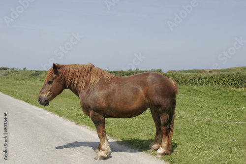 a labour horse on an island