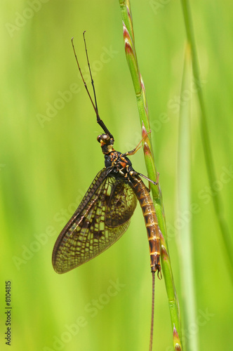 harmless but still scary looking mayfly