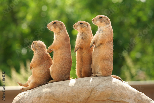 Prairie dogs on rock