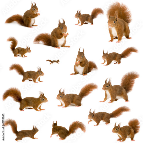 arrangement of squirrels