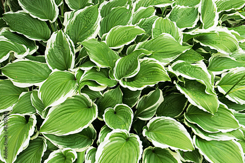 Hosta "Silver Crown"