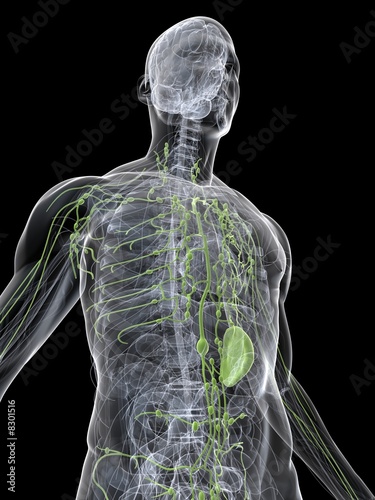 menschliches lymphsystem