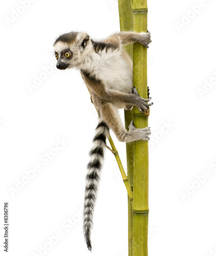 Ring-tailed Lemur (6 weeks) - Lemur catta