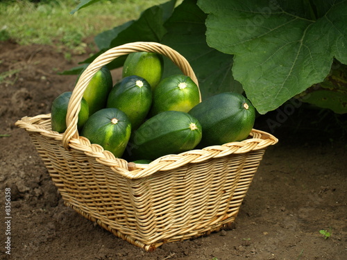 panier de courgettes