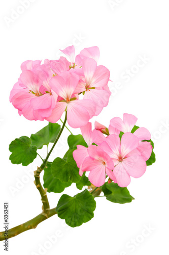 Beautiful inflorescence of pink geranium
