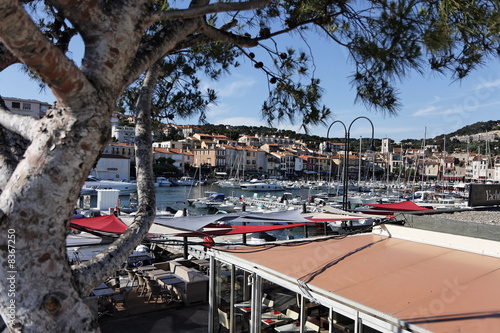 Platane dans le port de plaisance de Cassis - France