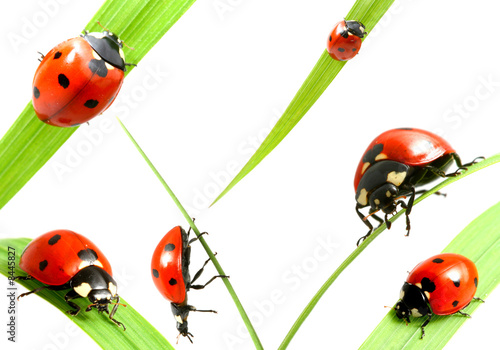 ladybug family