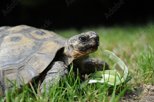 Tortue Hermann - Testudo Hermanni