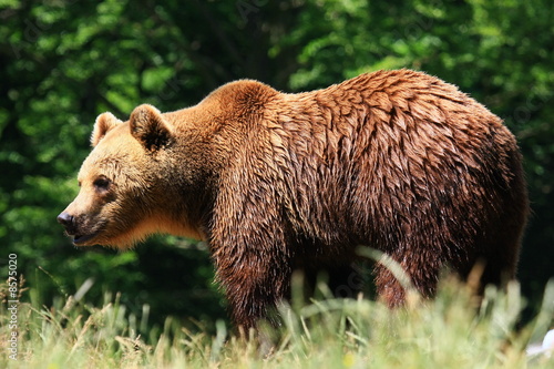 braunbär