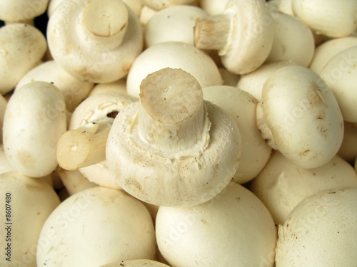 Mushrooms champignons cultivated