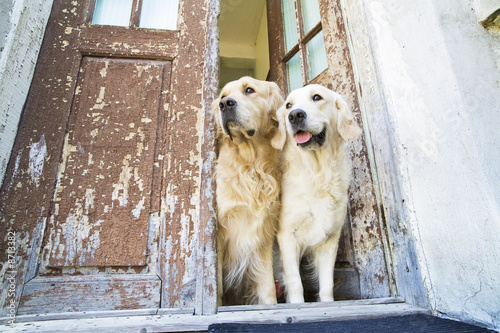 Two Golden retrievers at the front door of a house