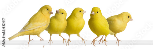 Flock of Yellow canary