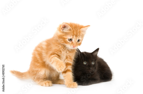 A yellow and a black kitten playing on a white background
