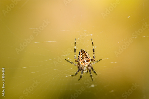 Cross spider in web with blurry background