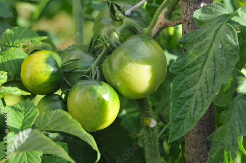 Tomates vertes