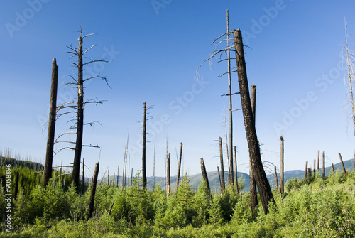 Forest fire damage & new growth in Glacier National Park