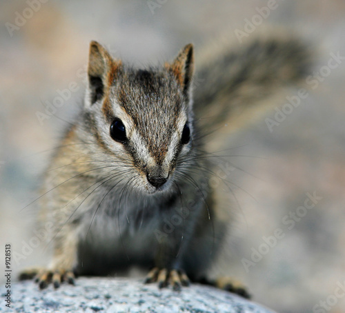 Chipmunk