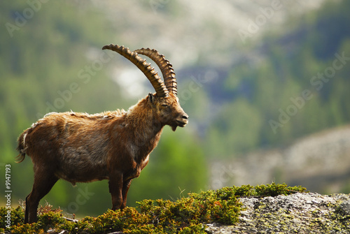 Ausgewachsener Steinbock