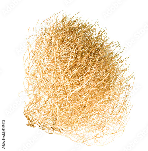 Dry Bush of Desert Tumble Weed on White Background