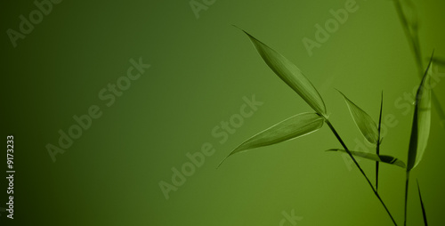 zen bamboo - green background