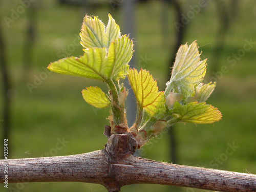 Germoglio della vigna