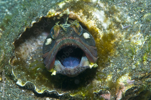 Sarcastic Fringehead Fish