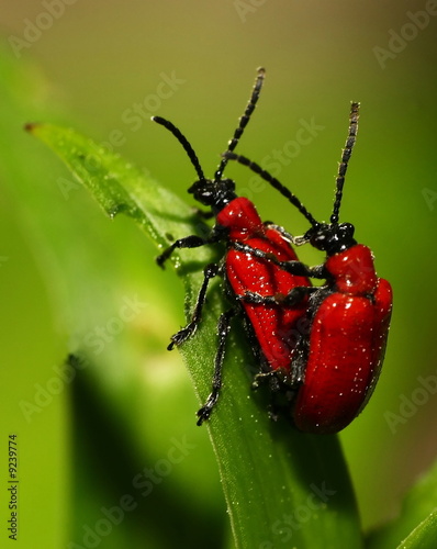 two insects copulating