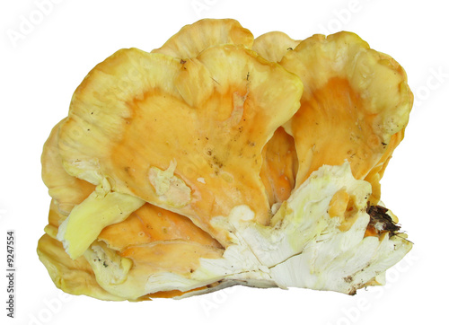 Sulphur shelf laetiforus mushroom