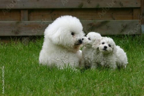 bichon frisé chiot et mère bisou bisou dans l'herbe