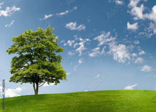 Maple tree on a meadow