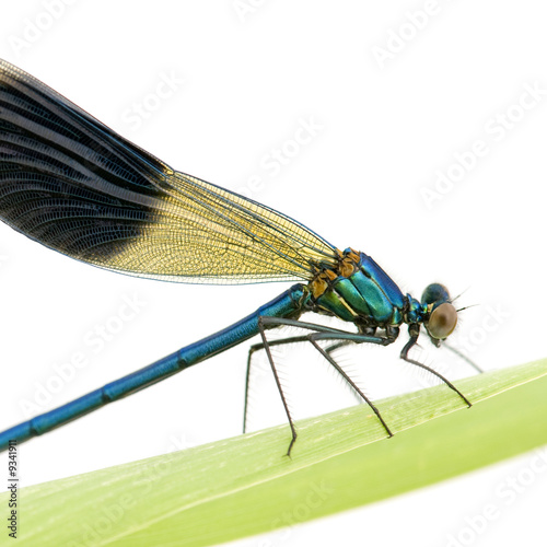 Banded Demoiselle in front of a white background