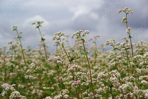 Buchweizen - buckwheat 03