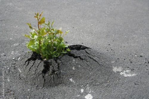 Force de la nature : une plante traverse du béton pour pousser